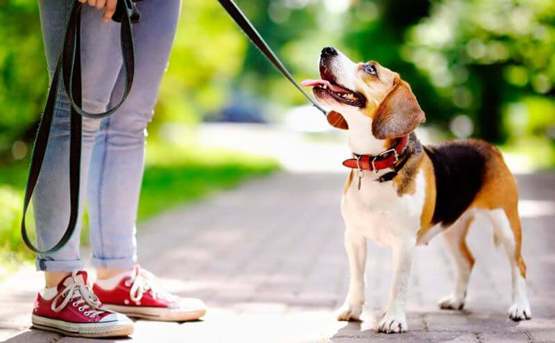 Wohnungsbewerbung - kann man mit dem Hund spazieren gehen